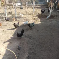 مرغ و خروس محلی