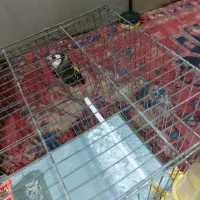 سهره ماده رام خیلی آرام جوجه قفس سه ساله قفس|پرنده|اردبیل, |دیوار