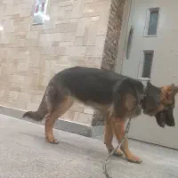 ژرمن شپرد|سگ|پردیس, فاز ۲|دیوار