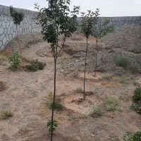 باغچه-420متری-جاده-کاهو