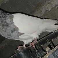 ط و ق|پرنده|دشت ذهاب, |دیوار