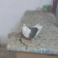 کبوتر بازیدارماده