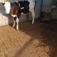 فروش گوساله