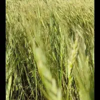 زمین کشاورزی دیم|فروش زمین و ملک کلنگی|دهگلان, |دیوار