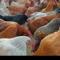 مرغ و خروس سر حال محلی اصل اصل