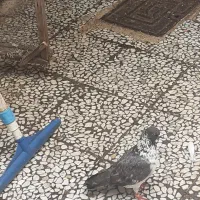 دو عدد کبوتر خوب