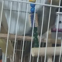 عروس هلندی|پرنده|کرمانشاه, |دیوار