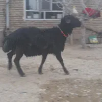 قوچ قره قزل