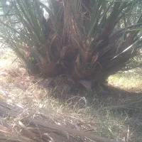 فسیل کلوته دونی ۴۰۰ تضمینی به شرط سبز شدن