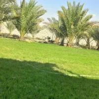 بریدن قطع نخل حرس جابجایی باکادری مجرب وباتجربه|خدمات باغبانی و درختکاری|اهواز, شهرک نفت|دیوار