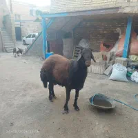 قوچ  افشاری   درجه یک