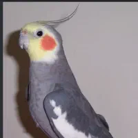عروس هلندی گمشده