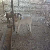 تک شاد یا همون نربز دو دندان