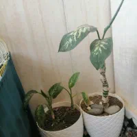 گل خانه دوطبقه با مبل فروشی