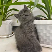 گربه اسکاتیش|گربه|شیراز, تپه تلویزیون|دیوار