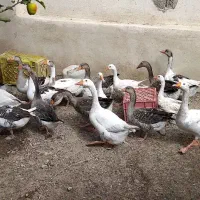 غاز