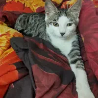 واگذاری رایگان گربه|گربه|لاهیجان, یحی آباد|دیوار