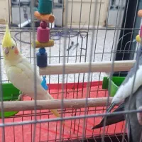 فروش جفت مولد عروس