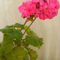 گل مرجان گلدرشت|گل و گیاه طبیعی|تبریز, |دیوار