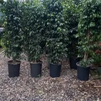 بنجامین قیمت تولیدی