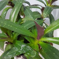 موسی درگهواره