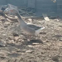 غاز جوان