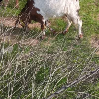 سلام دو عدد بز ماده سالم سالم یکیشون آبستن هست