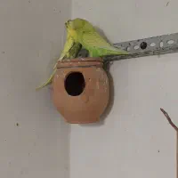 مرغ عشق روی تخم ضمانتی ۵ تخم