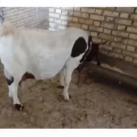 دو راس بز چهار قلو زا پاکستانی|حیوانات مزرعه|شوشتر, |دیوار