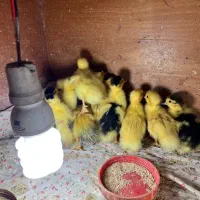 اردک اسرائیلی