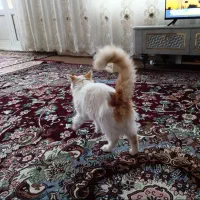 گربه|گربه|میاندوآب, |دیوار