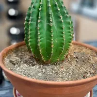 فروش کاتوس اچینو چهارساله