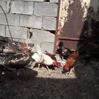 بوقلمون|حیوانات مزرعه|چمران, |دیوار