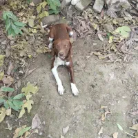 دنبلان یاب حرفه ای