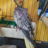 جوجه عروس هلندی