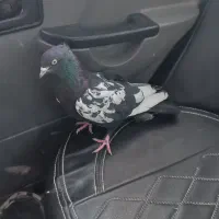 کبوتر سینه سیاه