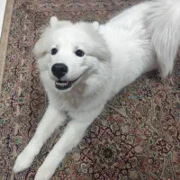 سگ سامویید|سگ|تهران, شکوفه (عبدل آباد)|دیوار