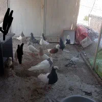 کفتر