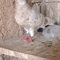 کفتر کوهی دمسفید کرم