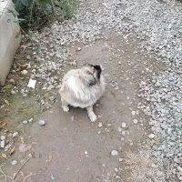 سگ پیکینیز ماده|سگ|گرگان, |دیوار