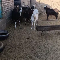 بزغاله چاق|حیوانات مزرعه|زهان, |دیوار