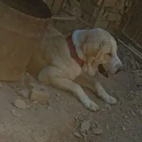 واگذاری سگ پژدر|سگ|ایجرود, |دیوار