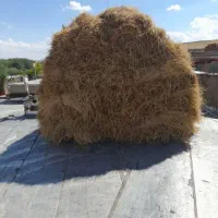 خصیل(جو آبی)