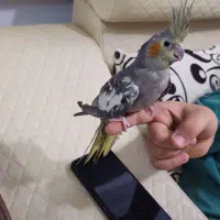 طوطی عروس بالغ|پرنده|قم, عمار یاسر|دیوار