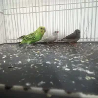 دو عدد فنچ و یک عدد مرغ عشق