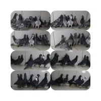 جوجه المانی و دورگ دسته ۲۶تایی