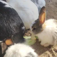 خرگوش نانازی|موش و خرگوش|سبزوار, پاسداران|دیوار