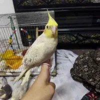 دو عدد عروس هلندی نر و ماده به فروش میرسد|پرنده|لاهیجان, کاروانسرابر|دیوار