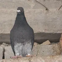 کبوتر|پرنده|وراوی, |دیوار