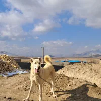 سگ کورد|سگ|اراک, |دیوار